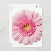 Carte Postale Gerbera Rose Daisy (Devant / Derrière)