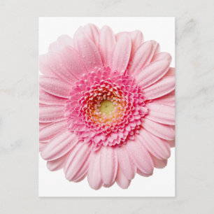 Carte Postale Gerbera Rose Daisy