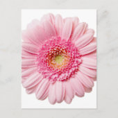 Carte Postale Gerbera Rose Daisy (Devant)