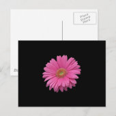 Carte Postale Gerbera Rose Daisy (Devant / Derrière)
