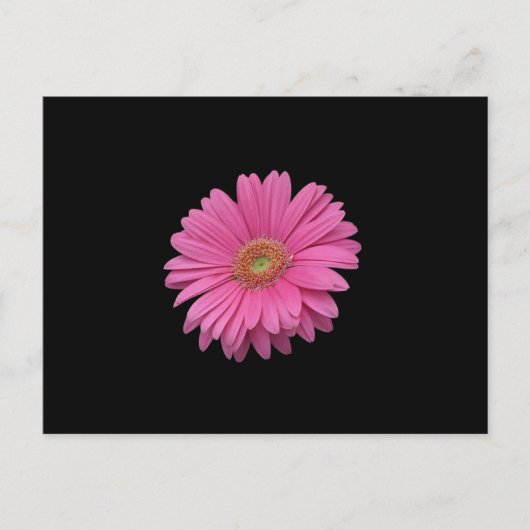 Carte Postale Gerbera Rose Daisy (Devant)