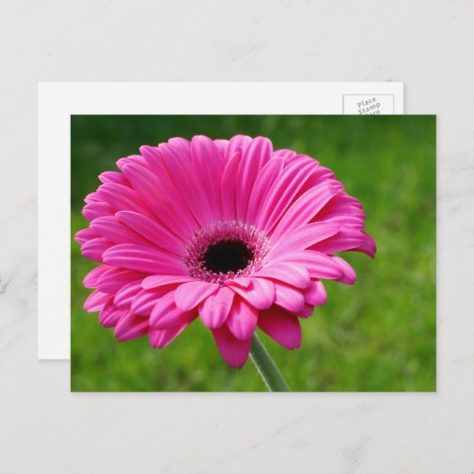 Carte Postale Gerbera Rose Daisy (Devant / Derrière)