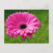 Carte Postale Gerbera Rose Daisy (Devant)