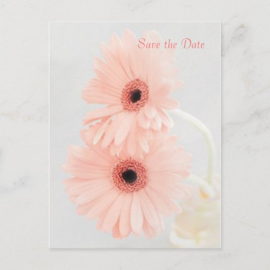 Carte Postale Gerbera rose Enregistrer l'annonce de la date (Devant)