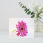 Carte Postale gerbera rose sur fond blanc (Debout devant)