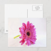 Carte Postale gerbera rose sur fond blanc (Devant / Derrière)