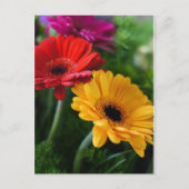 Carte postale Gerberas (Devant)