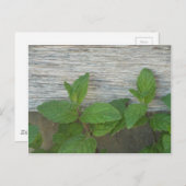 Carte Postale gerbes de menthe fraîches (Devant / Derrière)