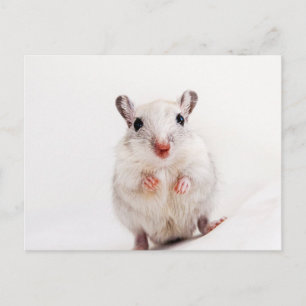 Carte Postale Gerbil Bébé Animal mignon animal animal animal poè