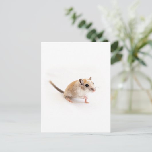 Carte Postale Gerbil Cute Bébé Animal Animaux Animaux Animaux Ge (Debout devant)