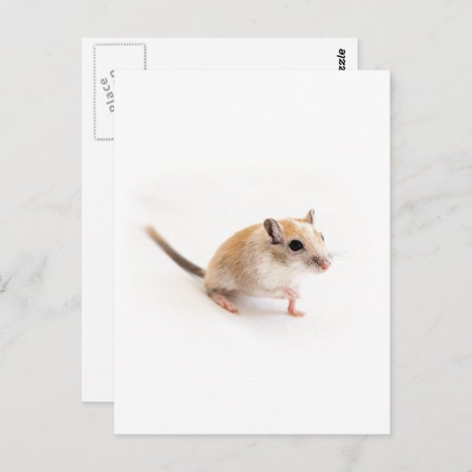 Carte Postale Gerbil Cute Bébé Animal Animaux Animaux Animaux Ge (Devant / Derrière)