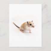 Carte Postale Gerbil Cute Bébé Animal Animaux Animaux Animaux Ge (Devant)