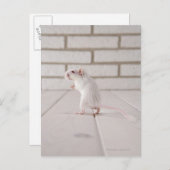 Carte Postale Gerbil debout (Devant / Derrière)