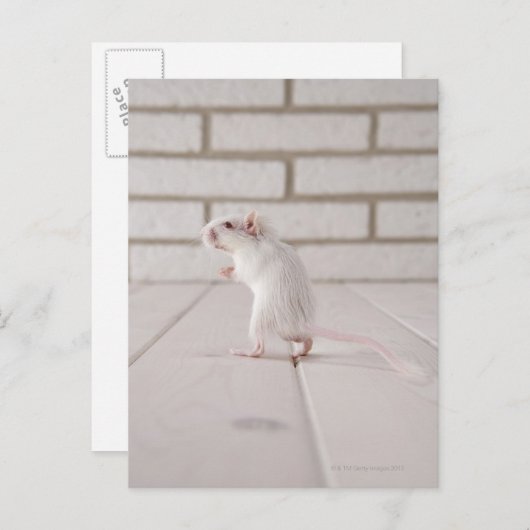 Carte Postale Gerbil debout (Devant / Derrière)
