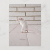 Carte Postale Gerbil debout (Devant)