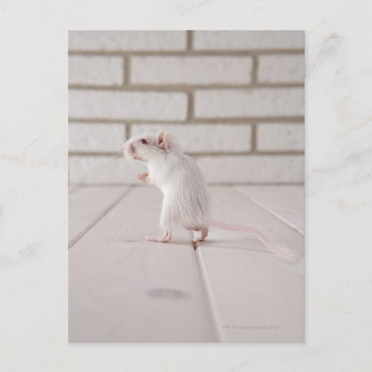 Carte Postale Gerbil debout (Devant)