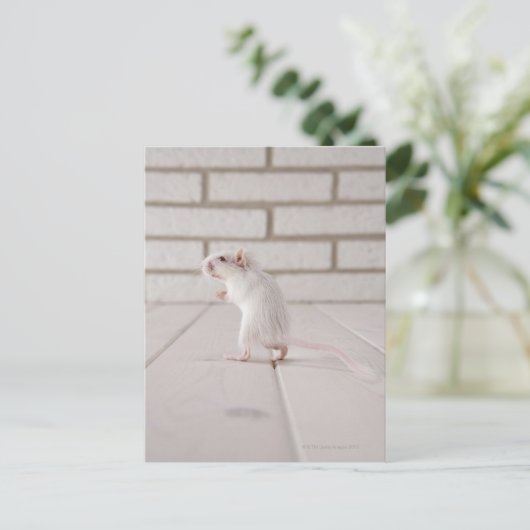 Carte Postale Gerbil debout (Debout devant)