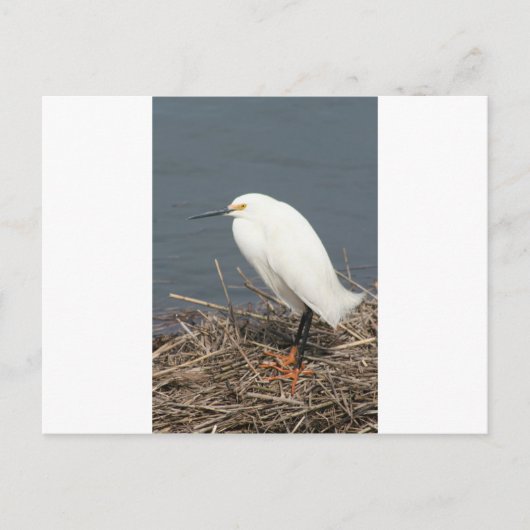 Carte Postale Géret de bétail (Devant)