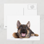 Carte Postale germain chiot (Devant / Derrière)