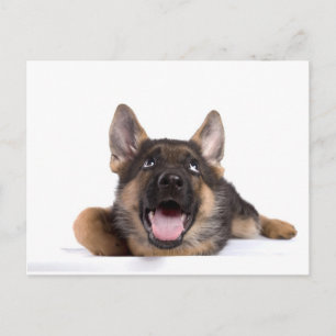 Carte Postale germain chiot