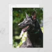 Carte Postale German Shepherd Headshot 2 (Devant / Derrière)