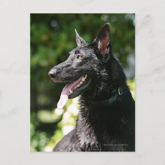Carte Postale German Shepherd Headshot 2 (Devant)