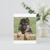 Carte Postale German Shepherd Puppy (Debout devant)
