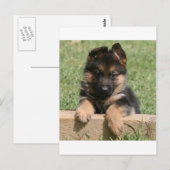 Carte Postale German Shepherd Puppy (Devant / Derrière)