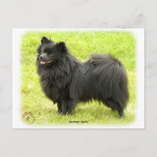 Carte Postale German Spitz 9W014D-009 (Devant)