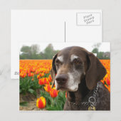 Carte Postale germanique court pointeur (Devant / Derrière)