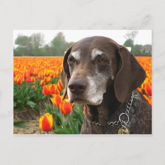 Carte Postale germanique court pointeur (Devant)