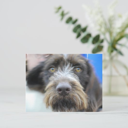 Carte Postale germanique fil Haired Pointer (Debout devant)