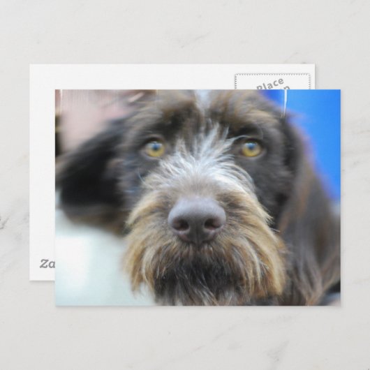 Carte Postale germanique fil Haired Pointer (Devant / Derrière)