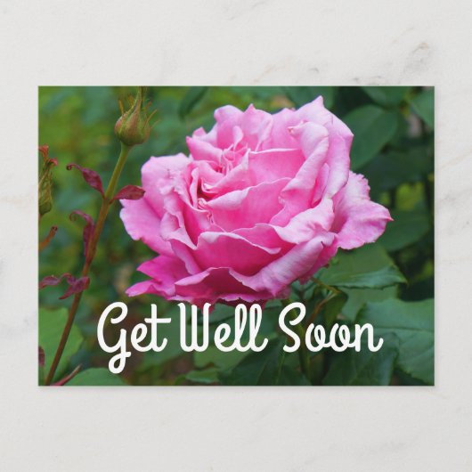 Carte postale Get Well Soon Memorial Day Rose #2 (Devant)