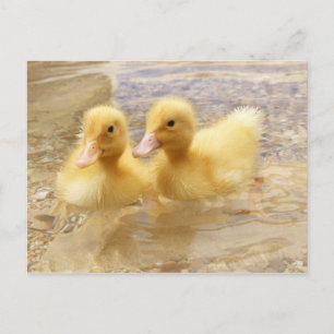 Carte Postale Getty Images   Fuzzy Yellow Ducklings