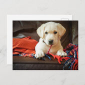 Carte Postale Getty Images | Puppy On A Sofa (Devant / Derrière)