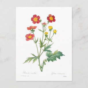 Carte Postale Geum coccineum