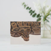 Carte Postale Ghost Ball Python (Debout devant)