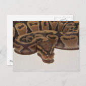 Carte Postale Ghost Ball Python (Devant / Derrière)