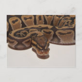 Carte Postale Ghost Ball Python (Devant)
