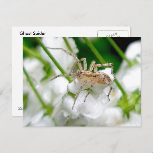 Carte Postale Ghost Spider (Anyphaenid ?) (Devant / Derrière)
