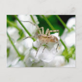 Carte Postale Ghost Spider (Anyphaenid ?) (Devant)