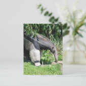 Carte postale Giant Anteater (Debout devant)