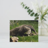 Carte postale Giant Anteater (Debout devant)