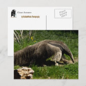 Carte postale Giant Anteater (Devant / Derrière)