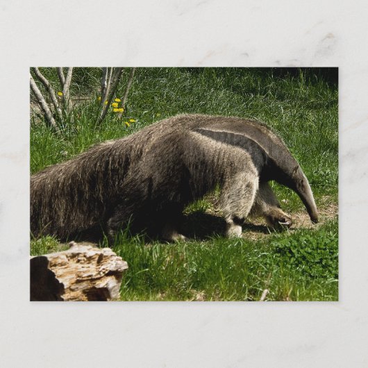 Carte postale Giant Anteater (Devant)