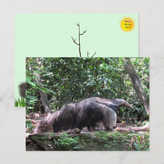 Carte postale Giant Anteater (Devant / Derrière)
