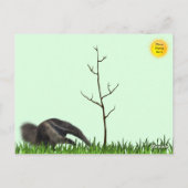 Carte postale Giant Anteater (Dos)