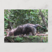 Carte postale Giant Anteater (Devant)