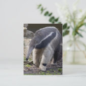 Carte postale Giant Anteater (Debout devant)
